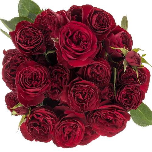 Rose verzweigt weinrot Red Trendsetter 5+Blüte 70cm