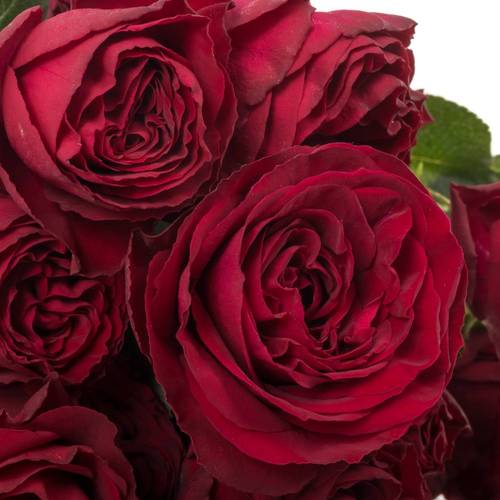 Rose verzweigt weinrot Red Trendsetter 5+Blüte 70cm