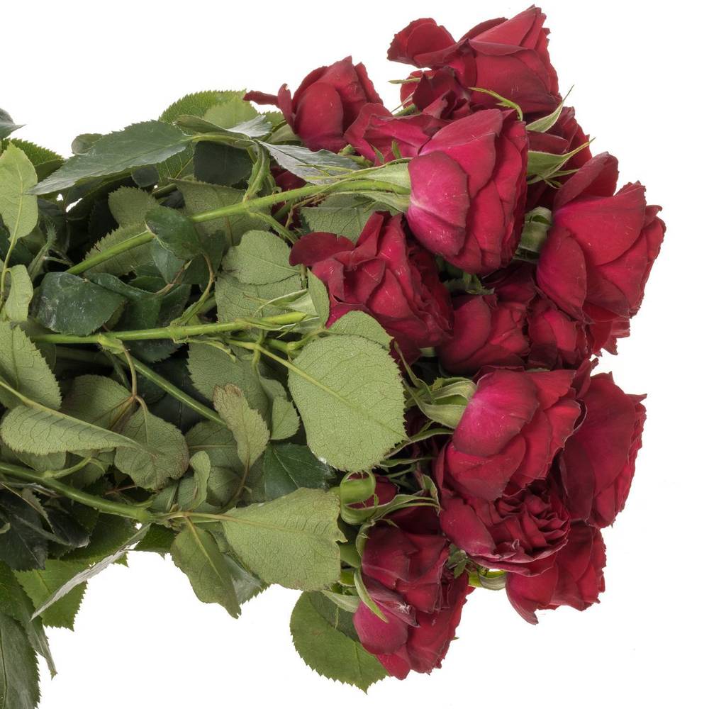 Rose verzweigt weinrot Red Trendsetter 5+Blüte 70cm