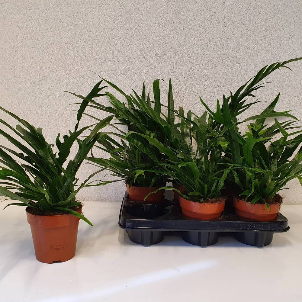 Aglaomorpha Jim T12 H30