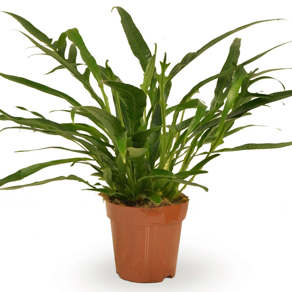 Aglaomorpha Jim T12 H30