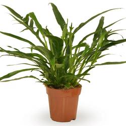 Aglaomorpha Jim T12 H30