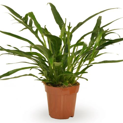 Aglaomorpha Jim T12 H30