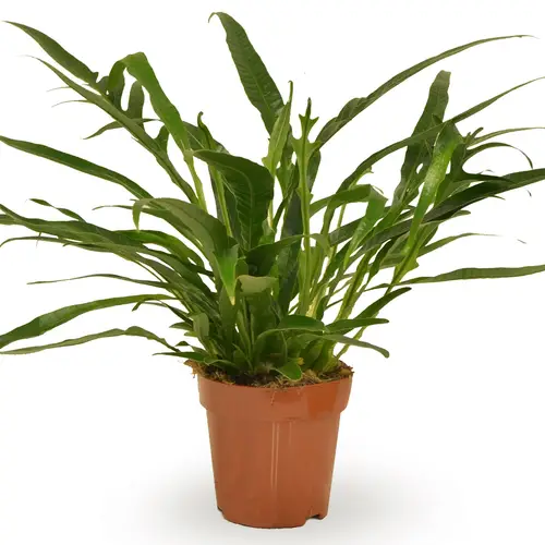 Aglaomorpha Jim T12 H30