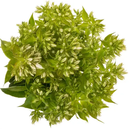 Phlox weiss Magical Snowdropz 80cm