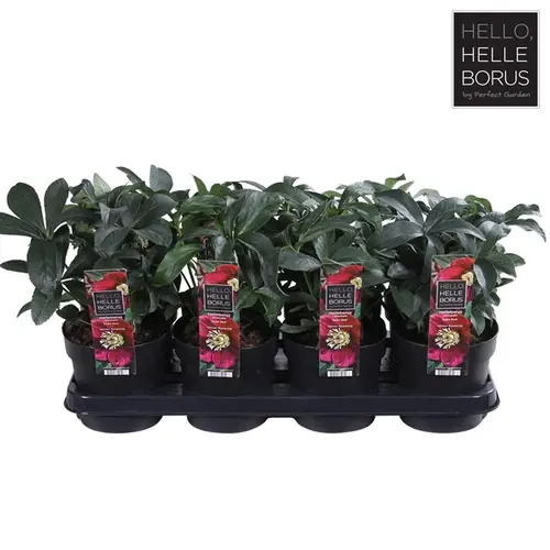 Helleb.rot Hello Red T14 H35