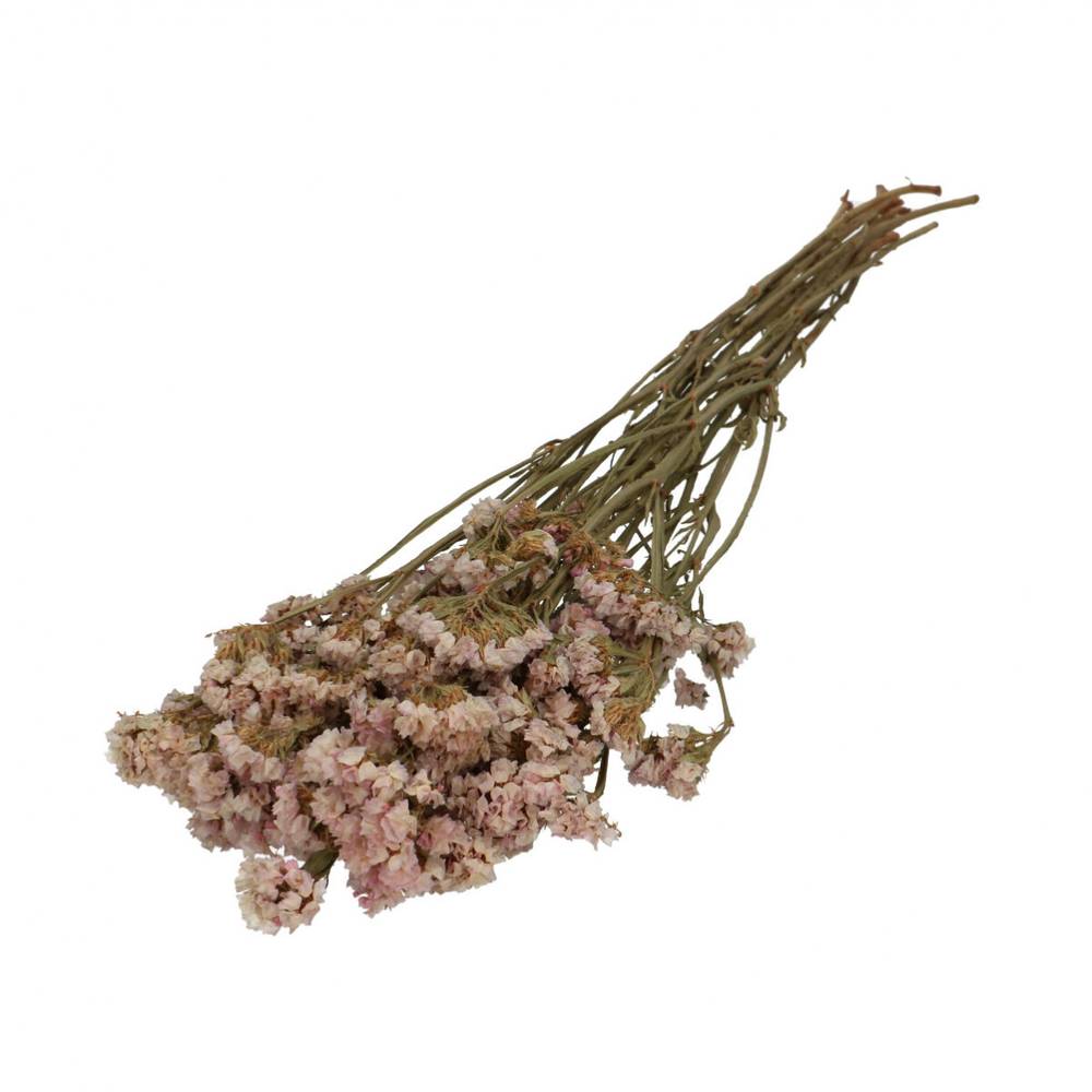Trocken Limonium Statice lila L70cm