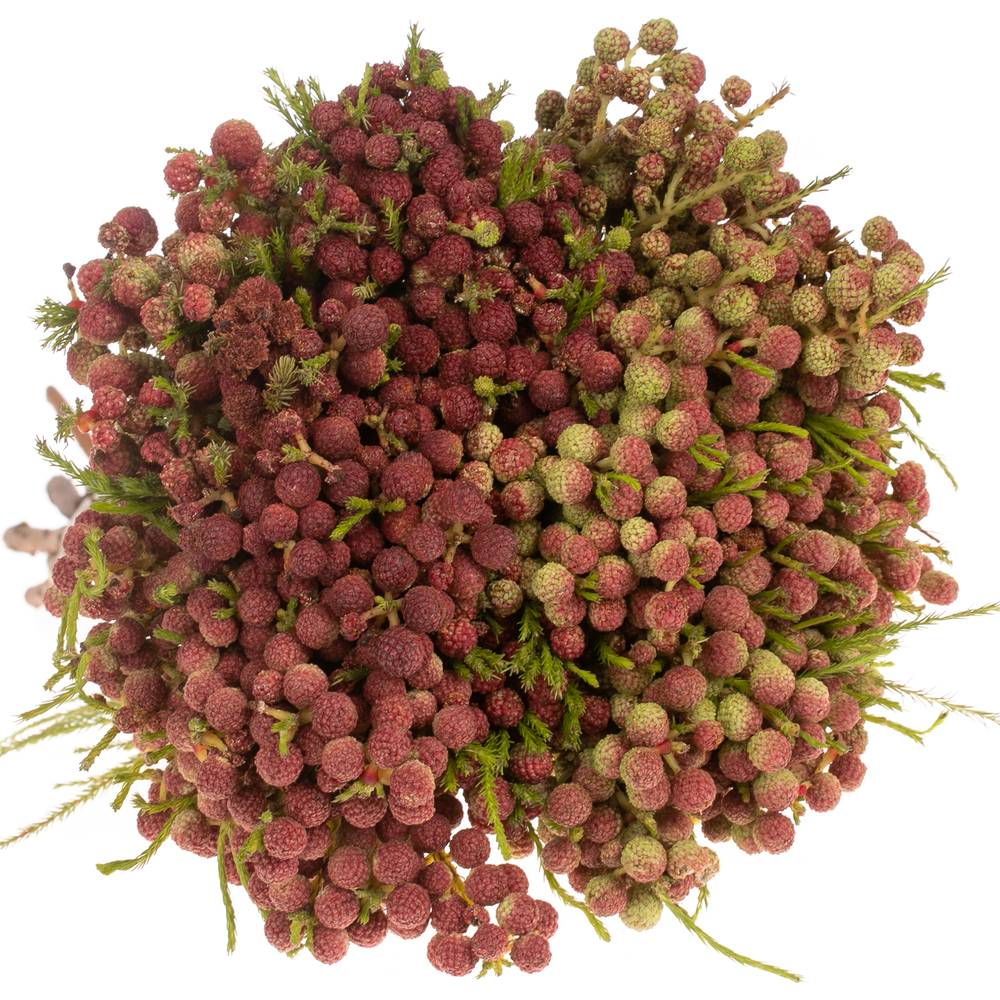 Berzelia Squar rot 50cm