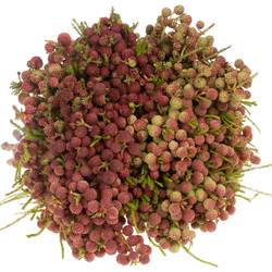 Berzelia Squar rot 50cm