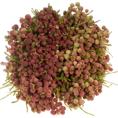 Berzelia Squar rot 50cm