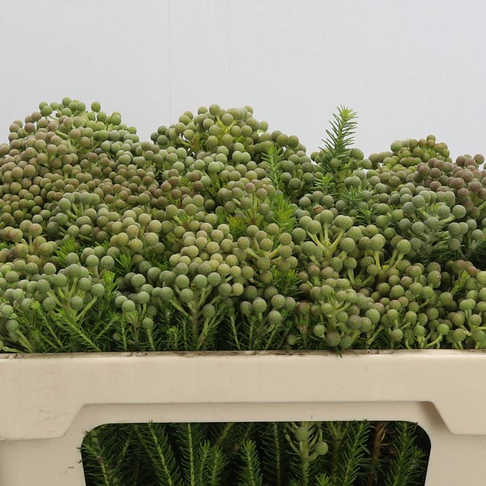Berzelia Squarrosa grün 50cm