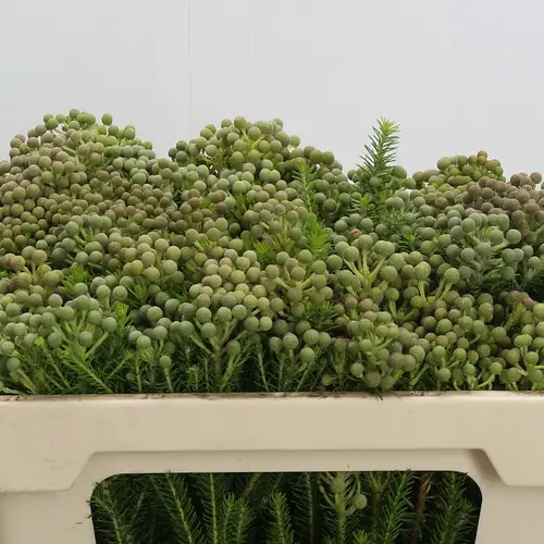 Berzelia Squarrosa grün 50cm