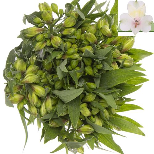 Alstroemerie weiss Pearl Bell 80 Gramm 75cm