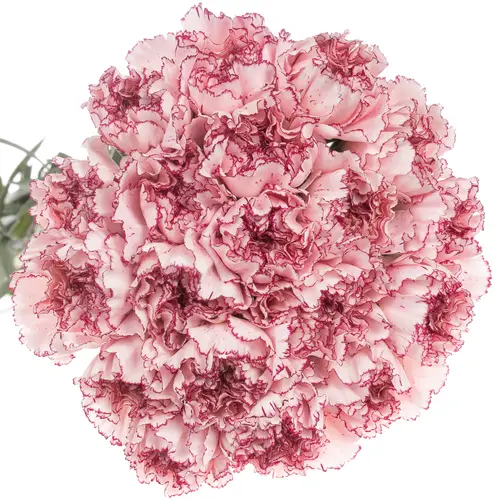 Nelke rosa/lila Mariposa 70cm