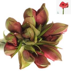 Amaryllis lila Hercules 
