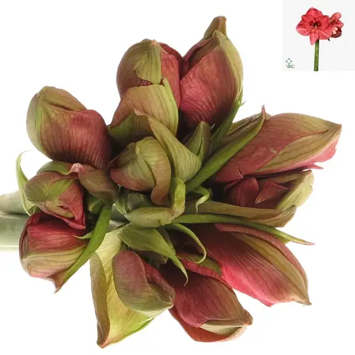 Amaryllis lila Hercules 
