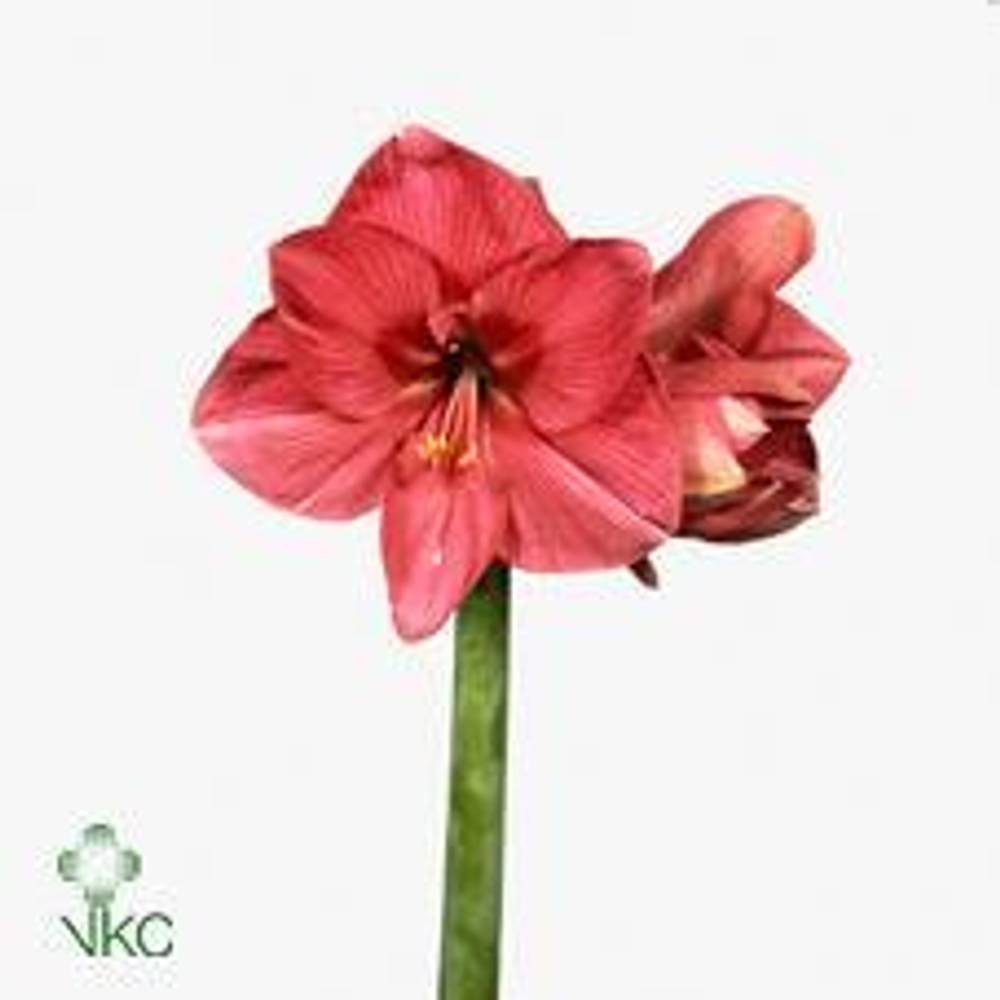 Amaryllis lila Hercules 