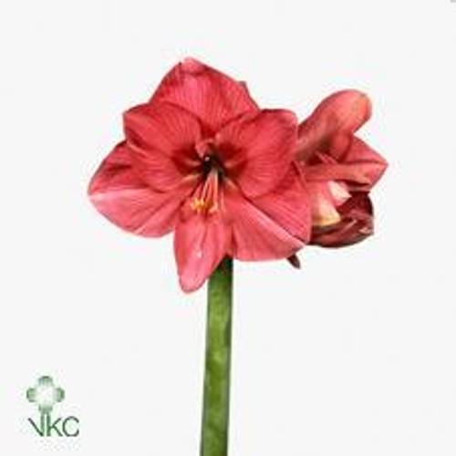 Amaryllis lila Hercules 