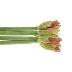 Amaryllis lila Hercules 