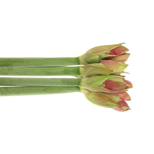 Amaryllis lila Hercules 