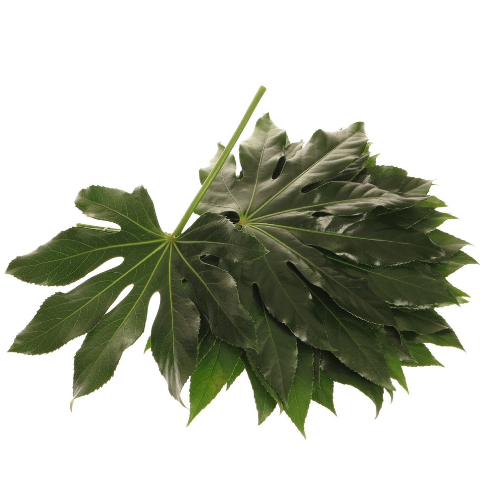 Aralia grün 30cm Klein