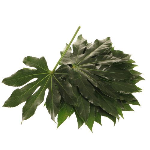 Aralia grün 30cm Klein