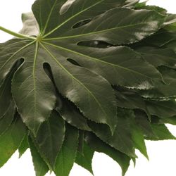 Aralia grün 30cm Klein