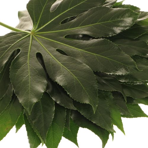 Aralia grün 30cm Klein