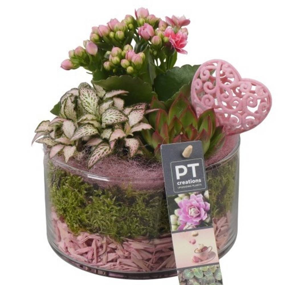 Kal.Arr PTVMG4919 T14 H020