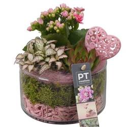 Kal.Arr PTVMG4919 T14 H020