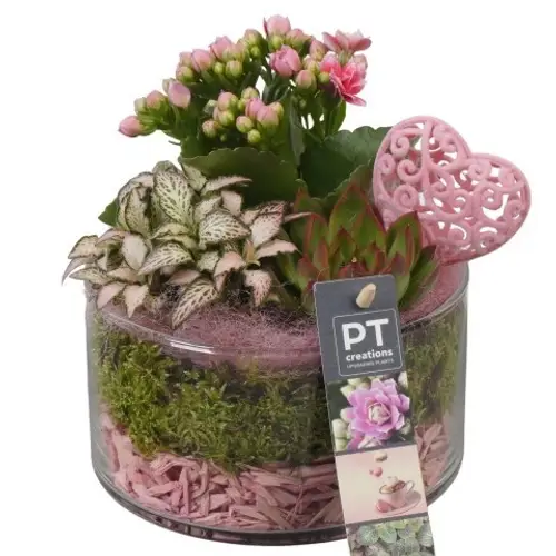 Kal.Arr PTVMG4919 T14 H020