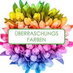 Tulpe 5x50 Sorte 26/28 gramm