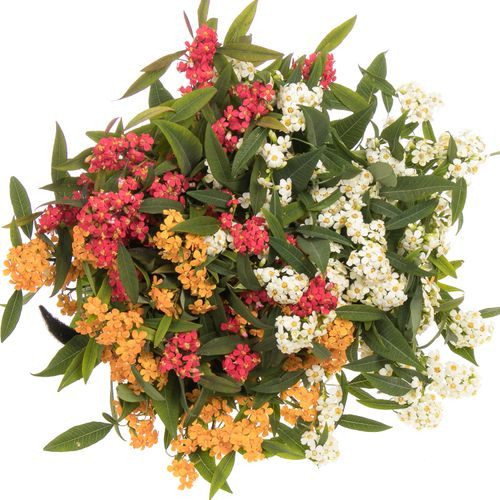 Euphorbia mix Tros Kamm Blüte 6cm 60cm