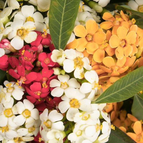 Euphorbia mix Tros Kamm Blüte 6cm 60cm