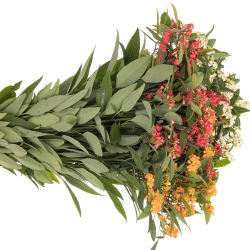 Euphorbia mix Tros Kamm Blüte 6cm 60cm