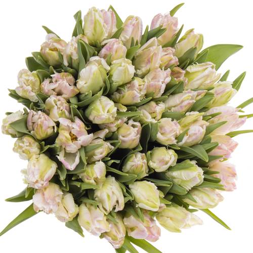 Tulpe rosa/weiss Papageien Cabana 40 Gramm