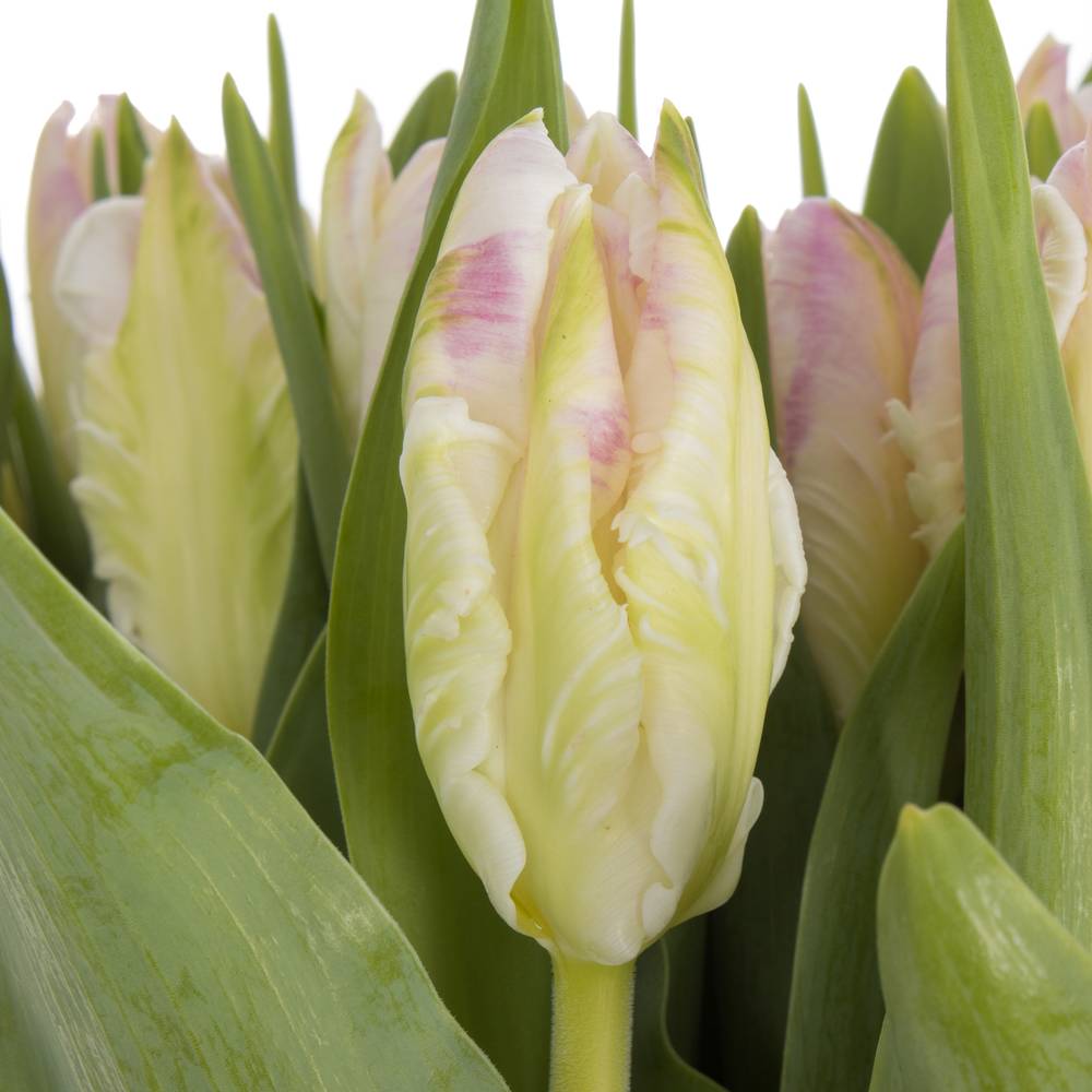 Tulpe rosa/weiss Papageien Cabana 40 Gramm