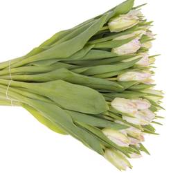 Tulpe rosa/weiss Papageien Cabana 40 Gramm