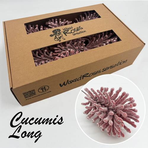 Seiden Wachs Cucumis rot lang