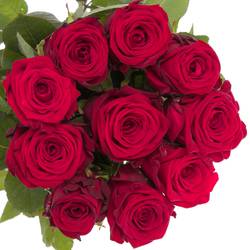 Rose rot Red Naomi (Drift) Super Sexy 80cm Valentinsta