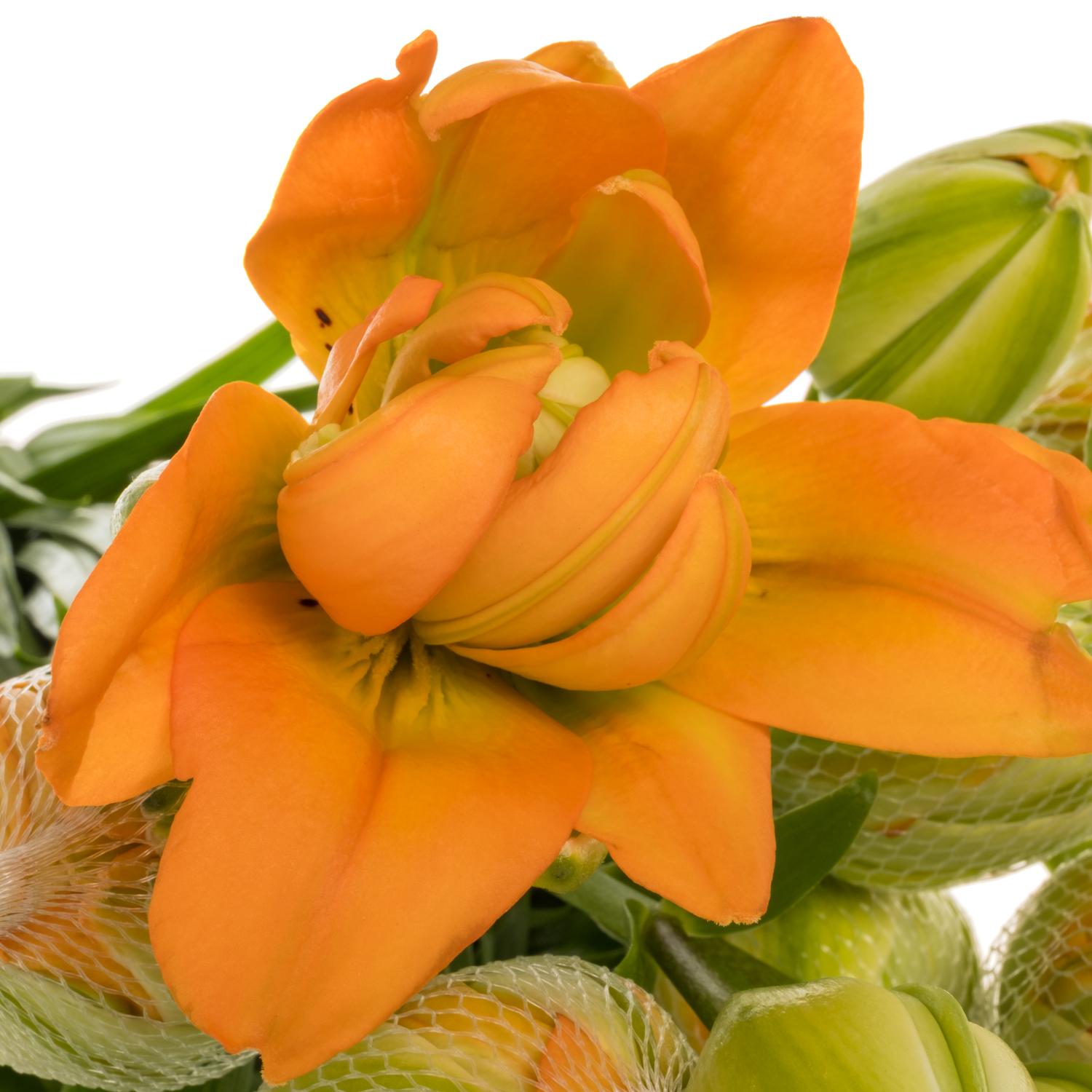 Lilie asiatisch dunkel orange Orange Lion 4+ 85cm