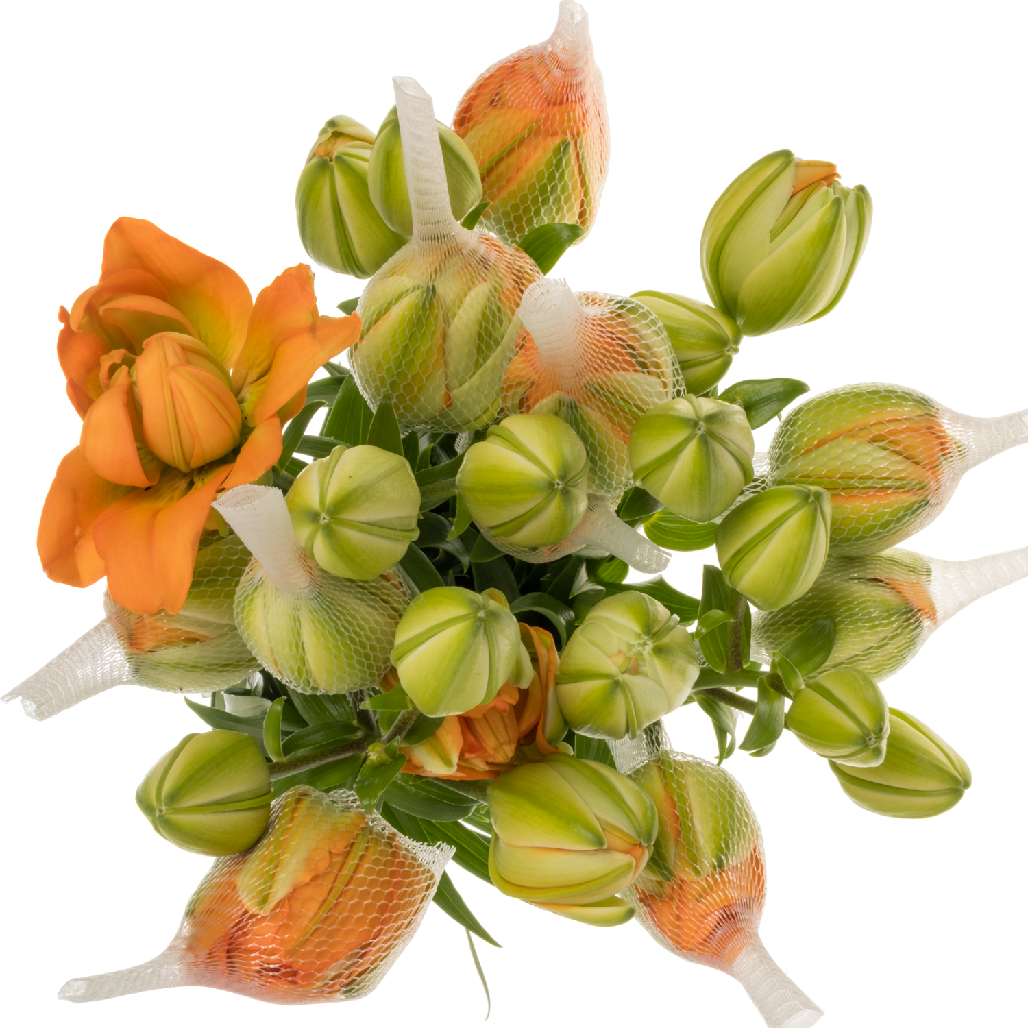 Lilie asiatisch dunkel orange Orange Lion 4+ 85cm