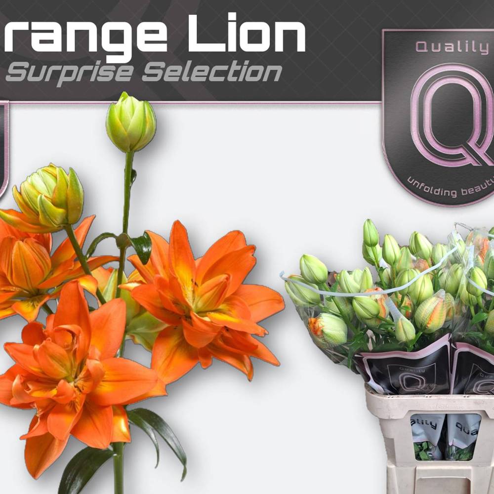 Lilie asiatisch dunkel orange Orange Lion 4+ 85cm