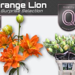 Lilie asiatisch dunkel orange Orange Lion 4+ 85cm