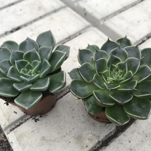 Graptopetalum Bellum T6 H8