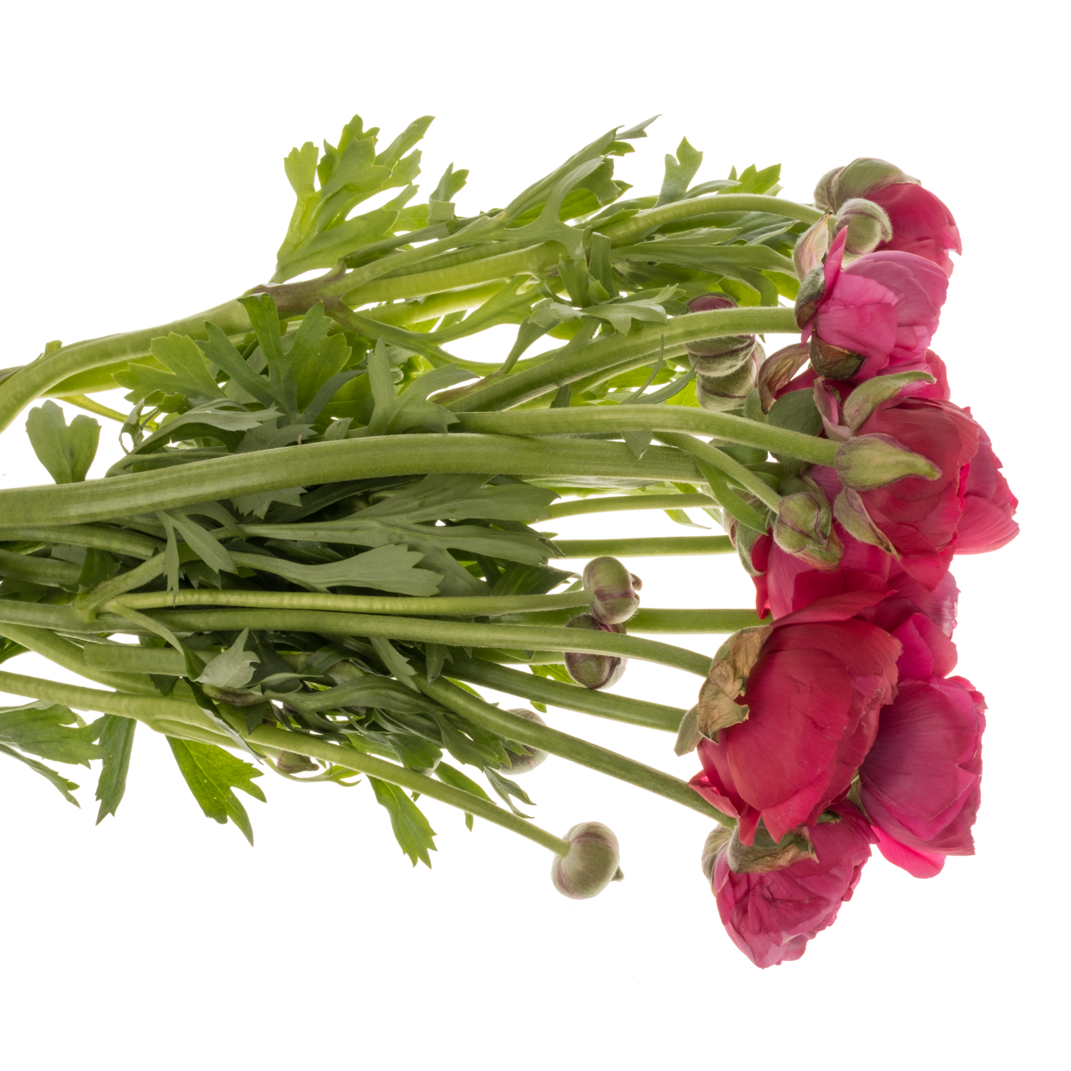 Ranunkel dunkel rosa cerise Thomas Bonbon 50 Gramm 44cm