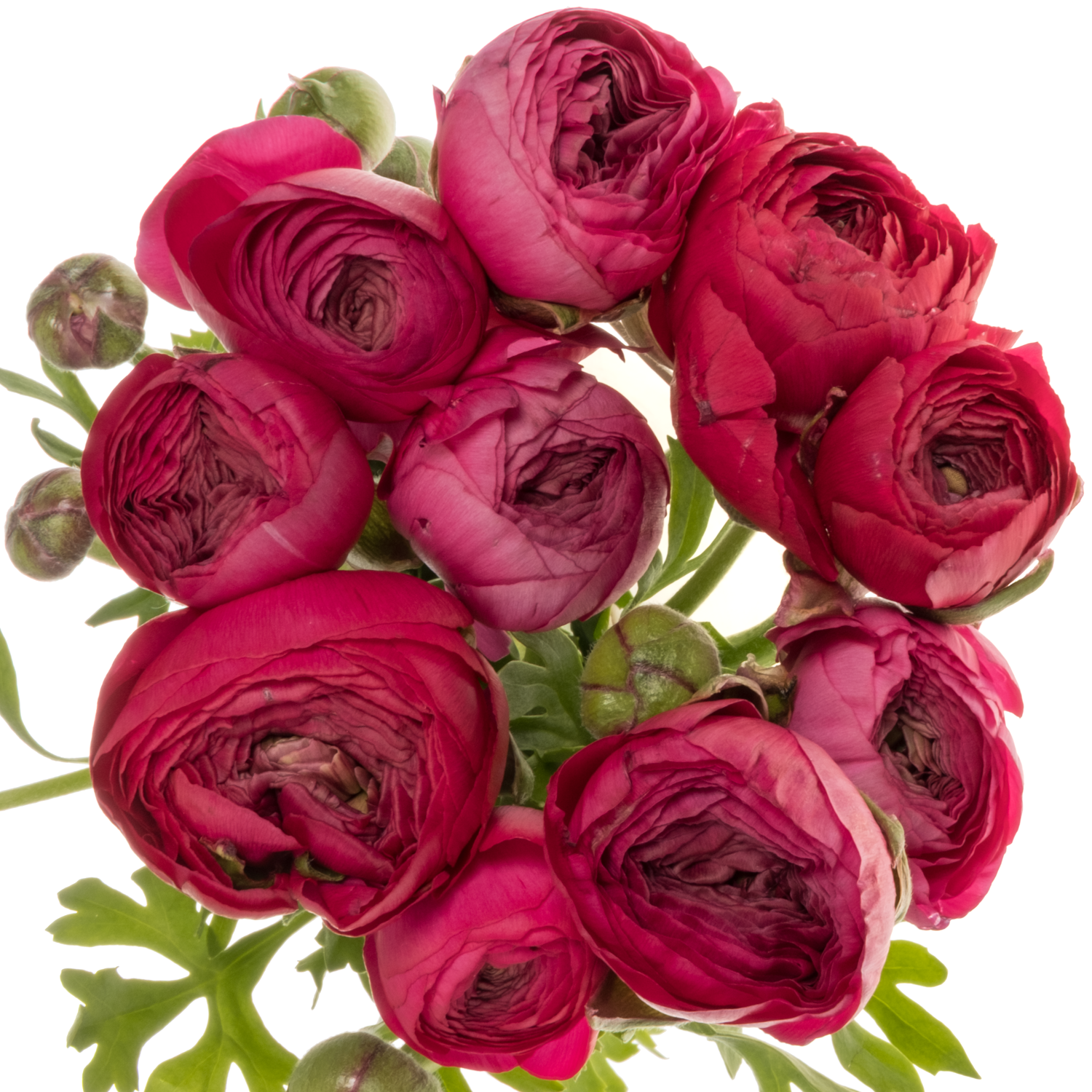 Ranunkel dunkel rosa cerise Thomas Bonbon 50 Gramm 44cm