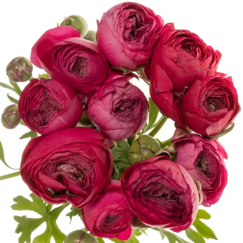 Ranunkel dunkel rosa cerise Thomas Bonbon 50 Gramm 44cm