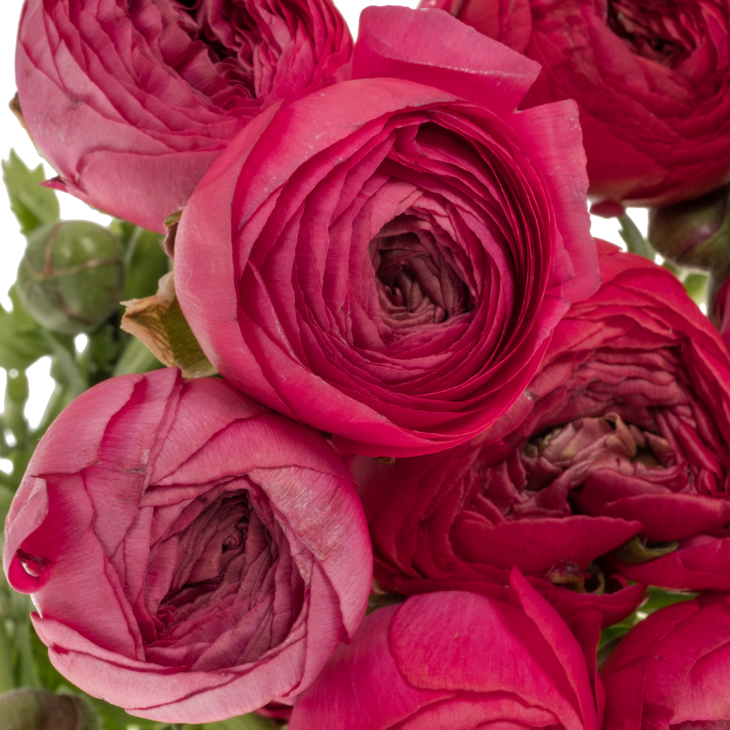 Ranunkel dunkel rosa cerise Thomas Bonbon 50 Gramm 44cm