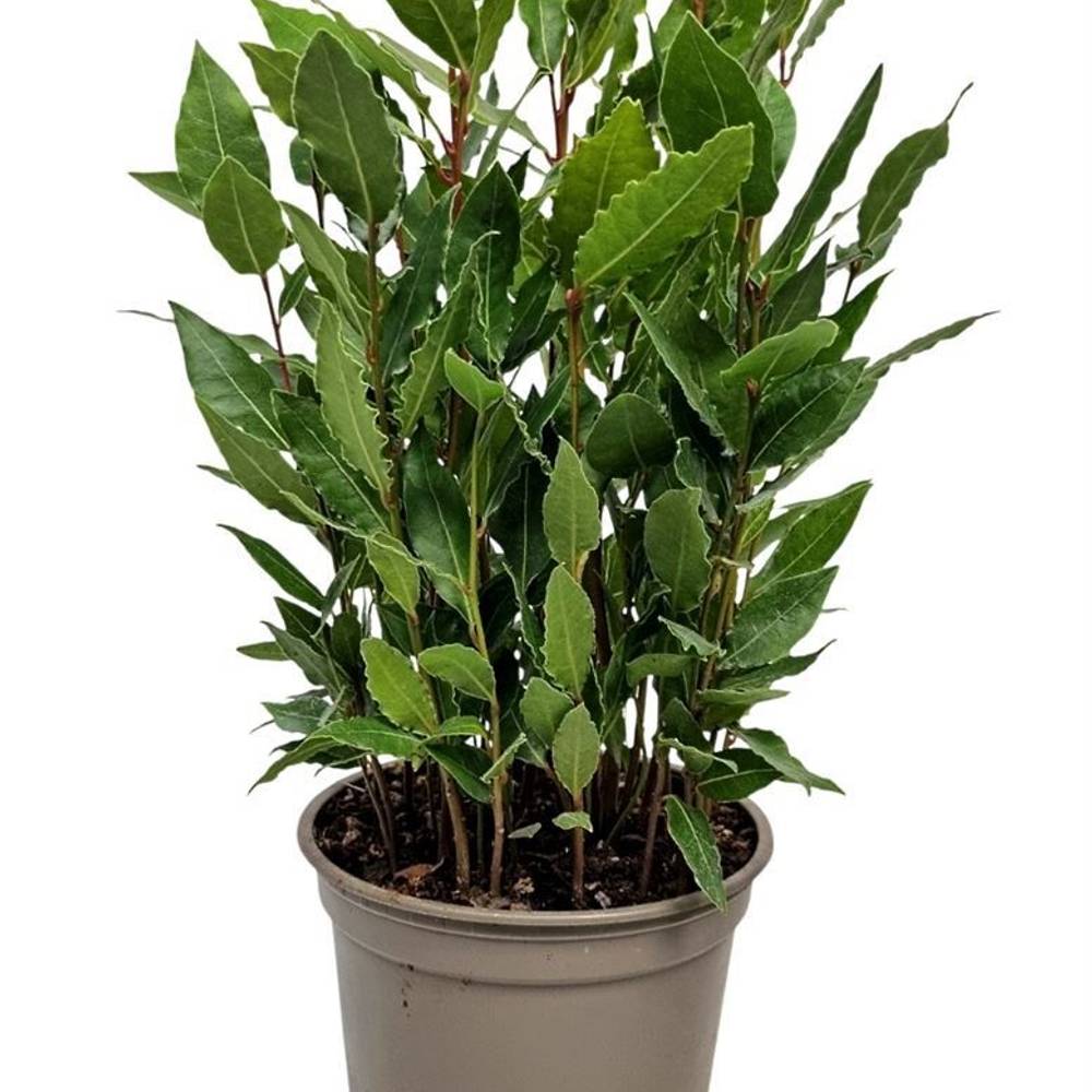 Lorbeer Nobilis Busch T14 H042